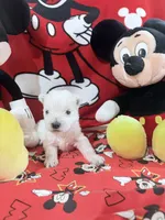 AKC Mickey Champion bloodlines, a male West Highland White Terrier for sale in Connersville, IN – 7 of 10