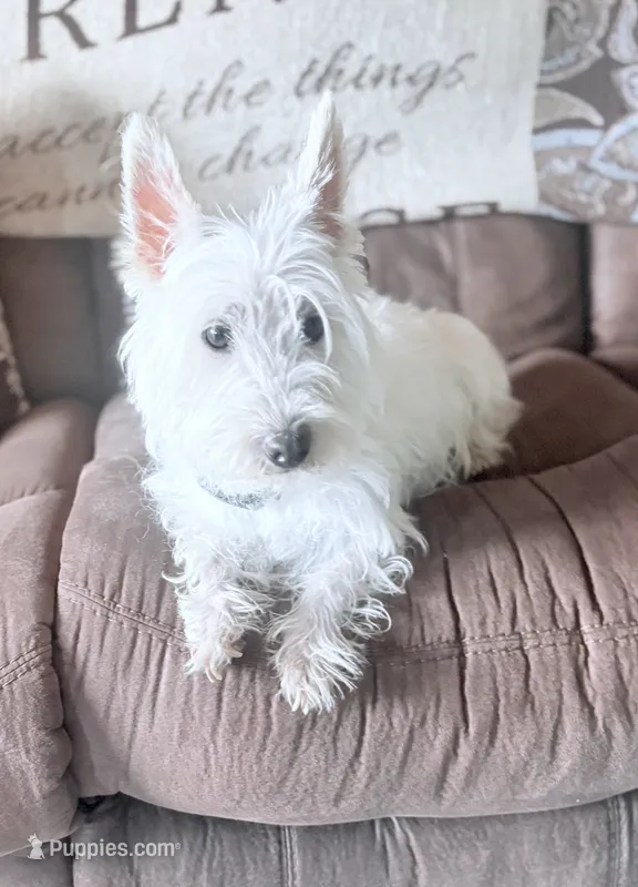 AKC Sugar💕 – West Highland White Terrier puppy for sale in Connersville, IN