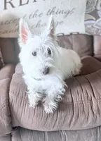 AKC Sugar, a female West Highland White Terrier for sale in Connersville, IN – 6 of 6