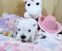 AkcWestie EstesChampionBloodline, a female West Highland White Terrier for sale in Connersville, IN – 8 of 10