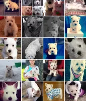 Akc Skye Champion Bloodlines💕, a female West Highland White Terrier for sale in Connersville, IN – 10 of 10