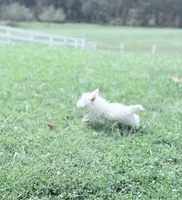 AKC MickeyChampionBloodlines❤️, a male West Highland White Terrier for sale in Connersville, IN – 6 of 10
