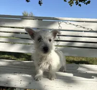 AKC Bently Champion Bloodlines♥️, a male West Highland White Terrier for sale in Connersville, IN – 7 of 10
