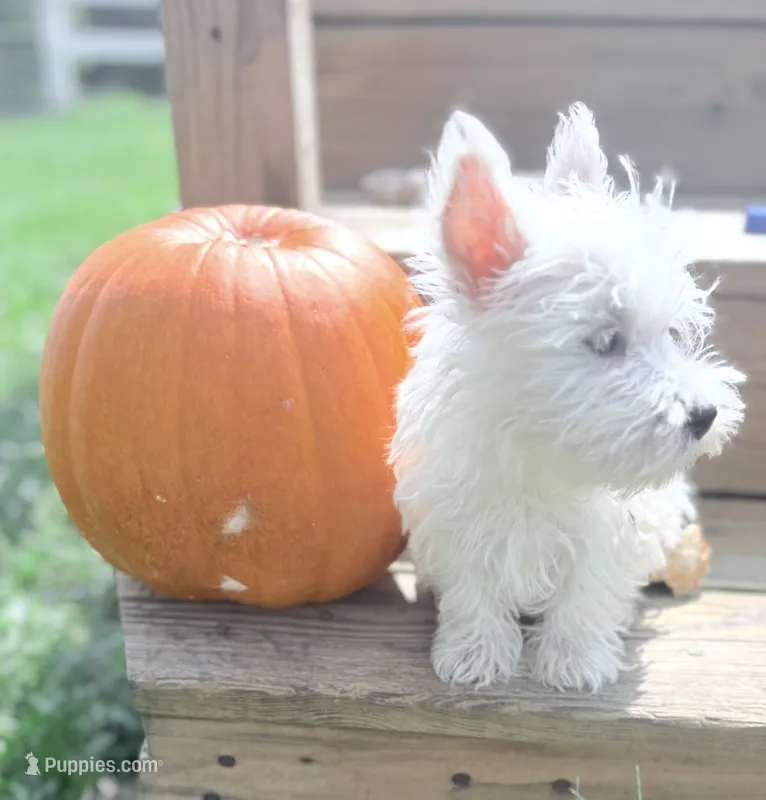 AKC Star Champion Bloodlines💕 – West Highland White Terrier puppy for sale in Connersville, IN