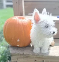 AKC Star Champion Bloodlines💕, a female West Highland White Terrier for sale in Connersville, IN – 1 of 10