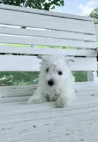AKC Star ChampionBloodlines💕, a female West Highland White Terrier for sale in Connersville, IN – 2 of 9