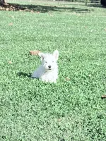 AKC Mickey Champion Bloodlines♥️, a male West Highland White Terrier for sale in Connersville, IN – 4 of 8