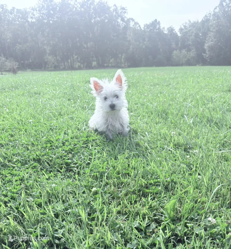 AKC Star ChampionBloodlines💕 – West Highland White Terrier puppy for sale in Connersville, IN