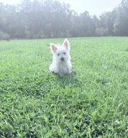 AKC Star ChampionBloodlines💕, a female West Highland White Terrier for sale in Connersville, IN – 1 of 8