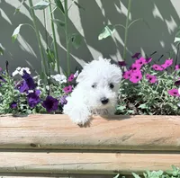AKC Star ChampionBloodlines💕, a female West Highland White Terrier for sale in Connersville, IN – 7 of 9