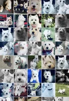 AKC MickeyChampionBloodlines❤️, a male West Highland White Terrier for sale in Connersville, IN – 10 of 10