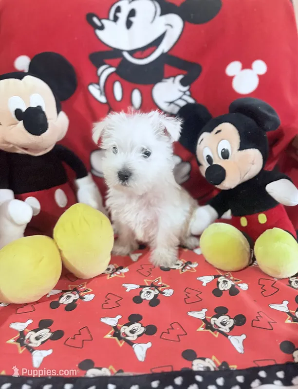 AKC MickeyChampionBloodlines❤️ – West Highland White Terrier puppy for sale in Connersville, IN