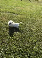 AKC Bently Champion Bloodlines♥️, a male West Highland White Terrier for sale in Connersville, IN – 6 of 10