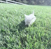 Akc Skye Champion Bloodlines💕, a female West Highland White Terrier for sale in Connersville, IN – 4 of 10