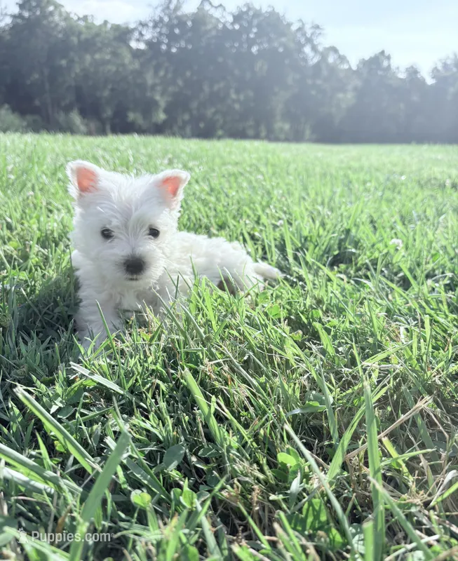 Akc Skye Champion Bloodlines💕 – West Highland White Terrier puppy for sale in Connersville, IN