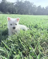 Akc Skye Champion Bloodlines💕, a female West Highland White Terrier for sale in Connersville, IN – 1 of 10