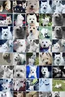 AKC Mickey ChampionBloodlines❤️, a male West Highland White Terrier for sale in Connersville, IN – 6 of 7