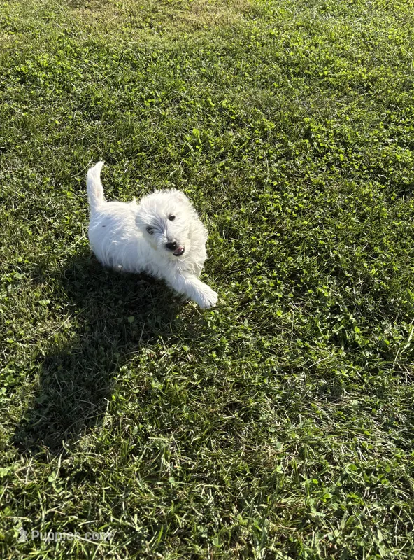 AKC Bently Champion Bloodlines♥️ – West Highland White Terrier puppy for sale in Connersville, IN