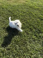 AKC Bently Champion Bloodlines♥️, a male West Highland White Terrier for sale in Connersville, IN – 5 of 10