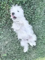 AKC Star Champion Bloodlines💕, a female West Highland White Terrier for sale in Connersville, IN – 7 of 10