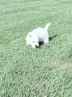 AKC Star ChampionBloodlines💕, a female West Highland White Terrier for sale in Connersville, IN – 6 of 8