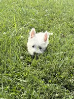AKC MickeyChampionBloodlines❤️, a male West Highland White Terrier for sale in Connersville, IN – 7 of 10
