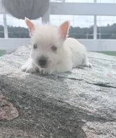 AKC MickeyChampionBloodlines❤️, a male West Highland White Terrier for sale in Connersville, IN – 9 of 10