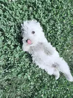 AKC Star ChampionBloodlines💕, a female West Highland White Terrier for sale in Connersville, IN – 6 of 9