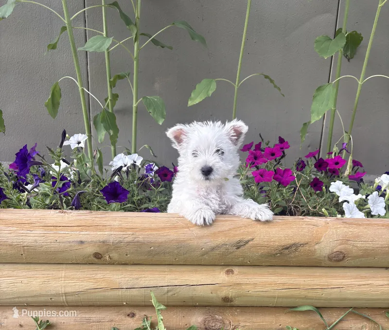 AKC Skye Champion Bloodlines💕 – West Highland White Terrier puppy for sale in Connersville, IN