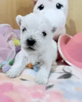 AkcWestie EstesChampionBloodline, a female West Highland White Terrier for sale in Connersville, IN – 7 of 10