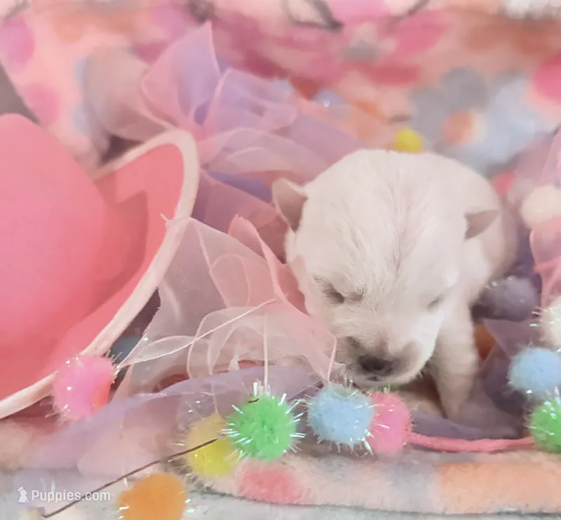 AkcWestie EstesChampionBld – West Highland White Terrier puppy for sale in Connersville, IN