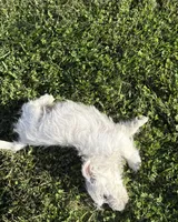 AKC Bently Champion Bloodlines♥️, a male West Highland White Terrier for sale in Connersville, IN – 3 of 10