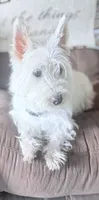 AKC Sugar, a female West Highland White Terrier for sale in Connersville, IN – 3 of 6