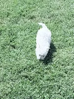 AKC Star ChampionBloodlines💕, a female West Highland White Terrier for sale in Connersville, IN – 3 of 9