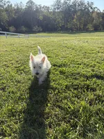 AKC Star Champion Bloodlines💕, a female West Highland White Terrier for sale in Connersville, IN – 3 of 10