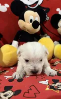 AKC Mickey ChampionBloodlines❤️, a male West Highland White Terrier for sale in Connersville, IN – 2 of 7