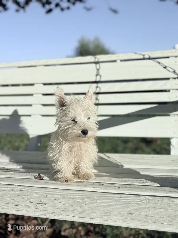 AKC Mickey Champion Bloodlines♥️ – West Highland White Terrier puppy for sale in Connersville, IN