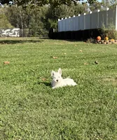 AKC Mickey Champion Bloodlines♥️, a male West Highland White Terrier for sale in Connersville, IN – 3 of 8