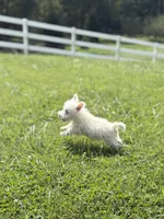 AKC MickeyChampionBloodlines❤️, a male West Highland White Terrier for sale in Connersville, IN – 8 of 10