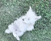 AKC Star Champion Bloodlines💕, a female West Highland White Terrier for sale in Connersville, IN – 5 of 10
