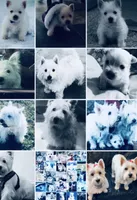 AKC Star ChampionBloodlines💕, a female West Highland White Terrier for sale in Connersville, IN – 8 of 9