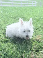 AKC Star ChampionBloodlines💕, a female West Highland White Terrier for sale in Connersville, IN – 3 of 8