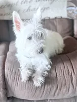 AKC Sugar, a female West Highland White Terrier for sale in Connersville, IN – 1 of 6