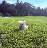 Akc Skye Champion Bloodlines💕, a female West Highland White Terrier for sale in Connersville, IN – 9 of 10