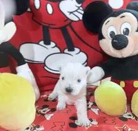 AKC Mickey Champion bloodlines, a male West Highland White Terrier for sale in Connersville, IN – 4 of 10