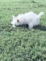 AKC Star ChampionBloodlines💕, a female West Highland White Terrier for sale in Connersville, IN – 7 of 8