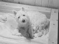 AKC Mickey Champion bloodlines, a male West Highland White Terrier for sale in Connersville, IN – 5 of 10