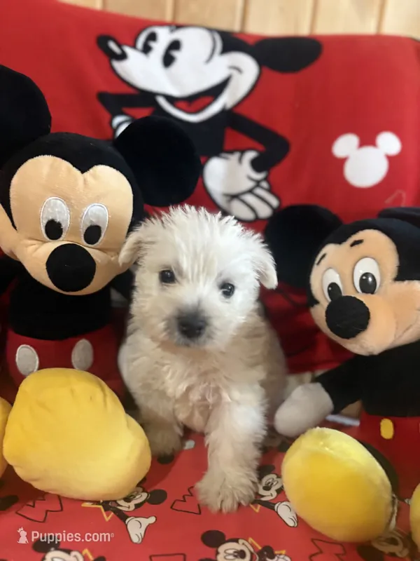 AKC Mickey ChampionBloodlines❤️ – West Highland White Terrier puppy for sale in Connersville, IN
