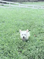 AKC MickeyChampionBloodlines❤️, a male West Highland White Terrier for sale in Connersville, IN – 5 of 10