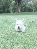 AKC MickeyChampionBloodlines❤️, a male West Highland White Terrier for sale in Connersville, IN – 2 of 10